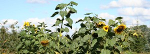 Sonnenblumen auf dem Forsthof